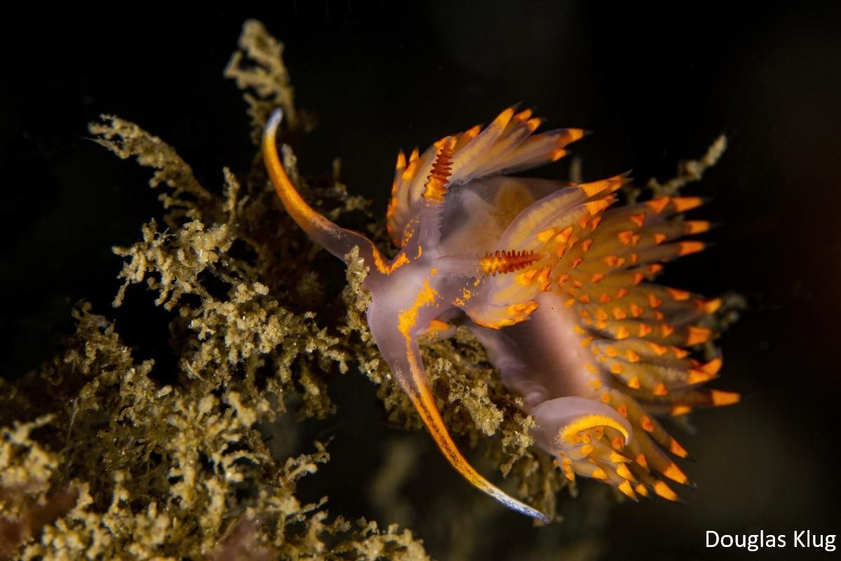 Photo of a vibrant orange intertidal nudibranch.
